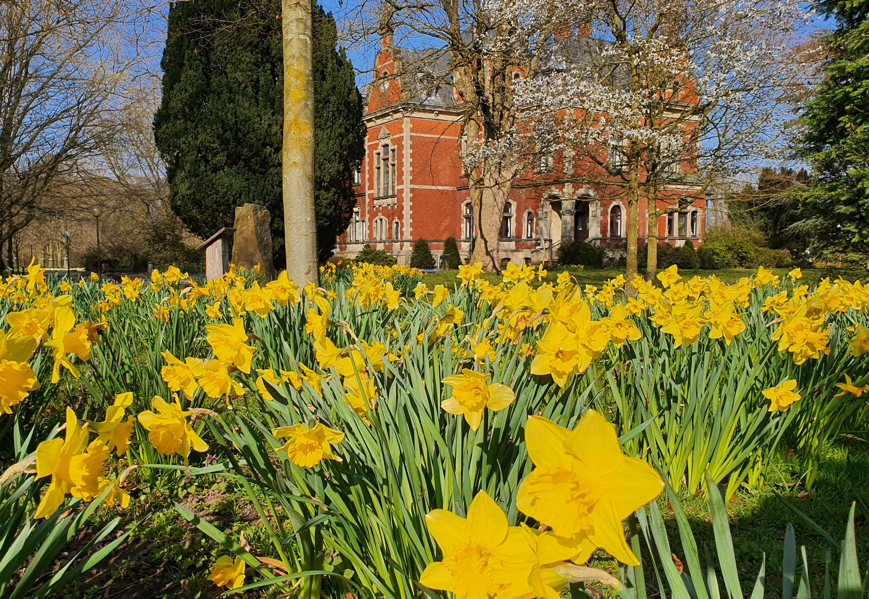 Gelbes Narzissenfeld vor der Villa Winkel