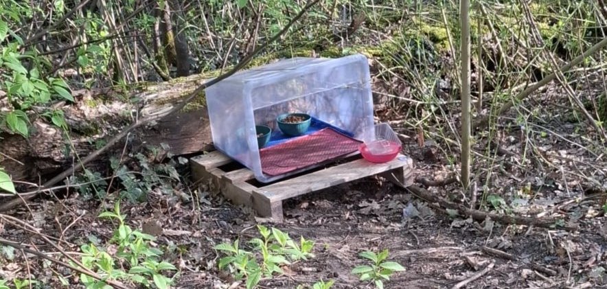 Sie sehen: einen Stand mit gefüllten Futternäpfchen im Wald.