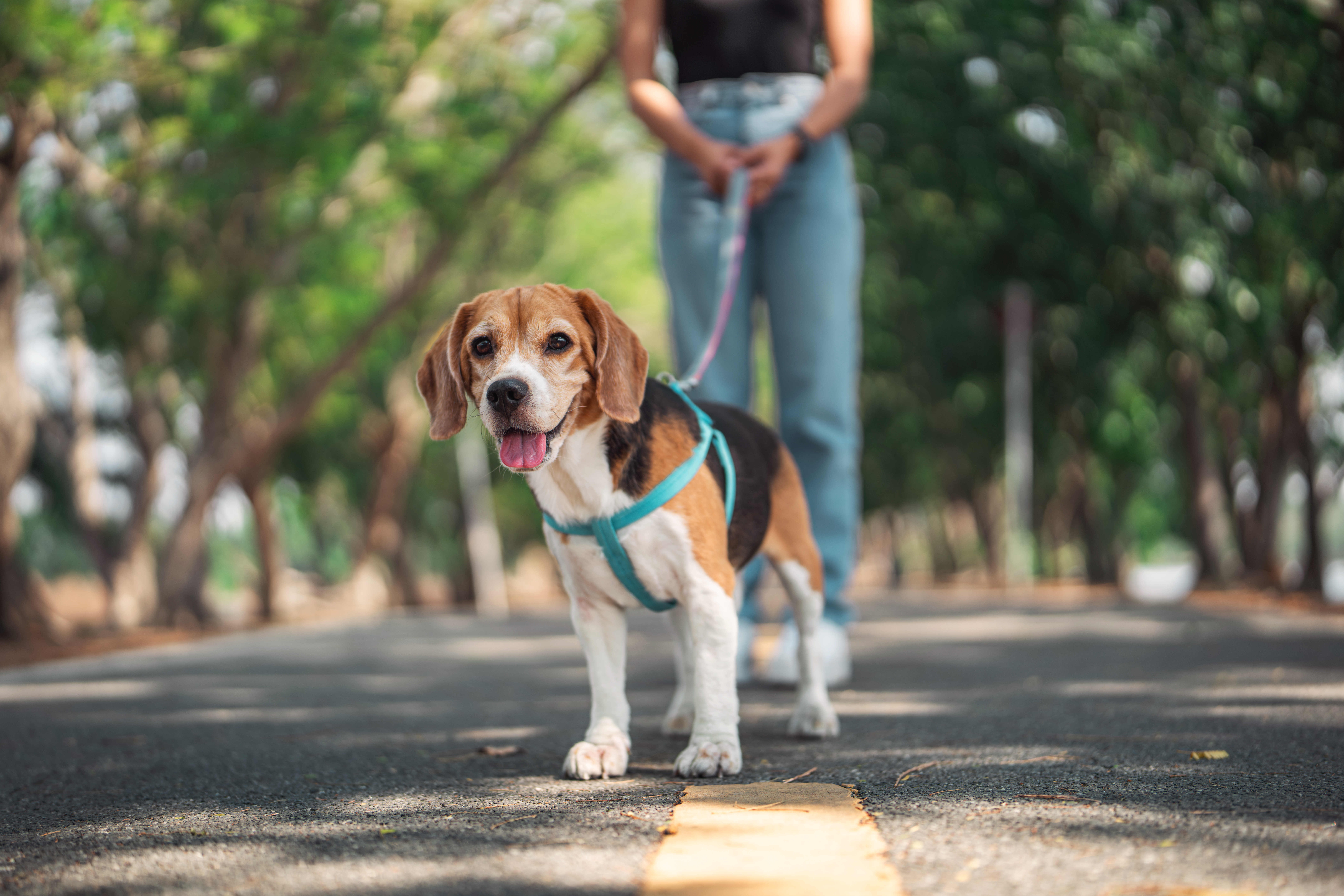 Sie sehen: einen kleinen Hund an der Leine, im Hintergrund eine Person.