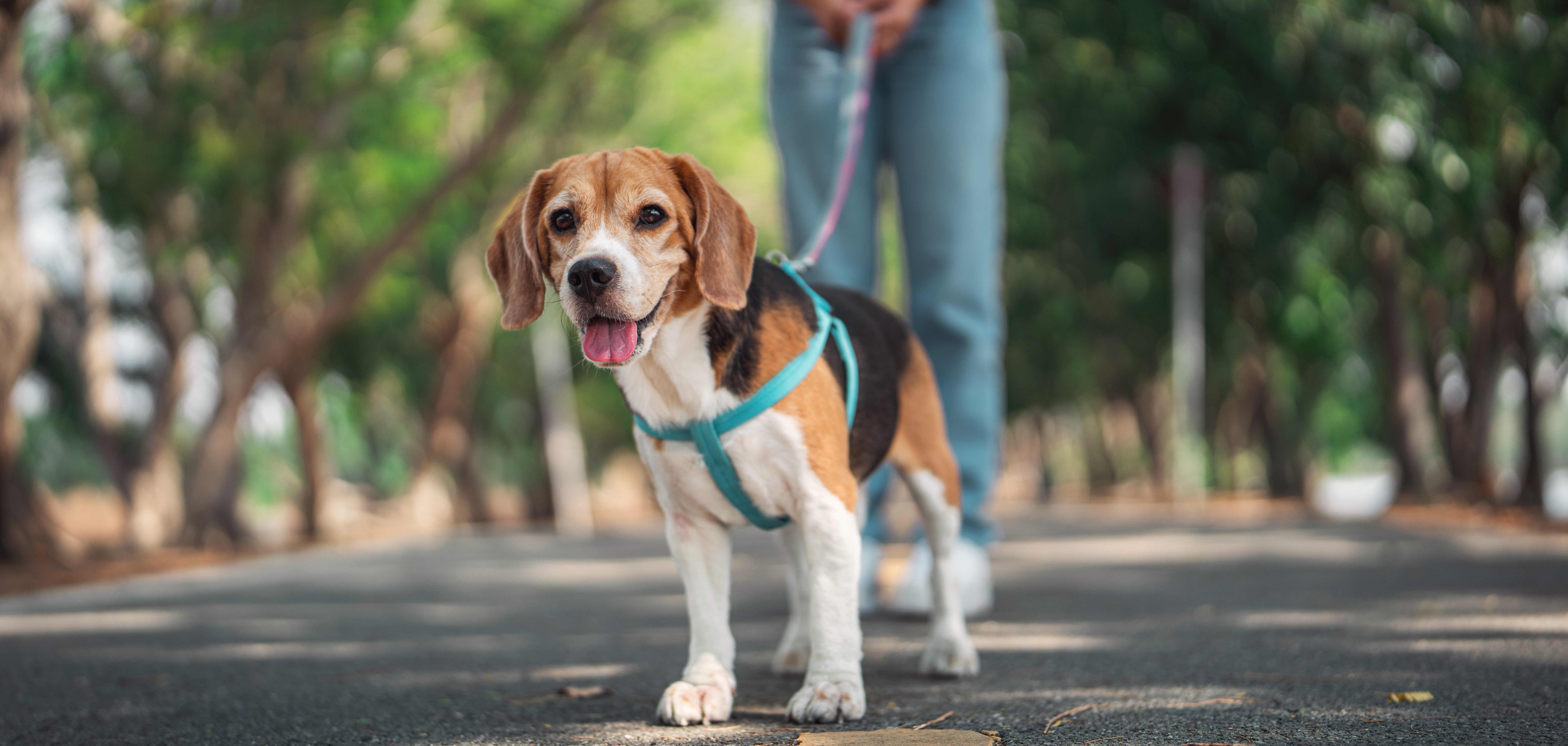 Sie sehen: einen kleinen Hund an der Leine, im Hintergrund eine Person.
