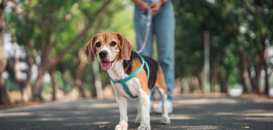 Sie sehen: einen kleinen Hund an der Leine, im Hintergrund eine Person.