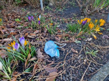 Mundschutzmaske zwischen Frühlingsblumen im Beet