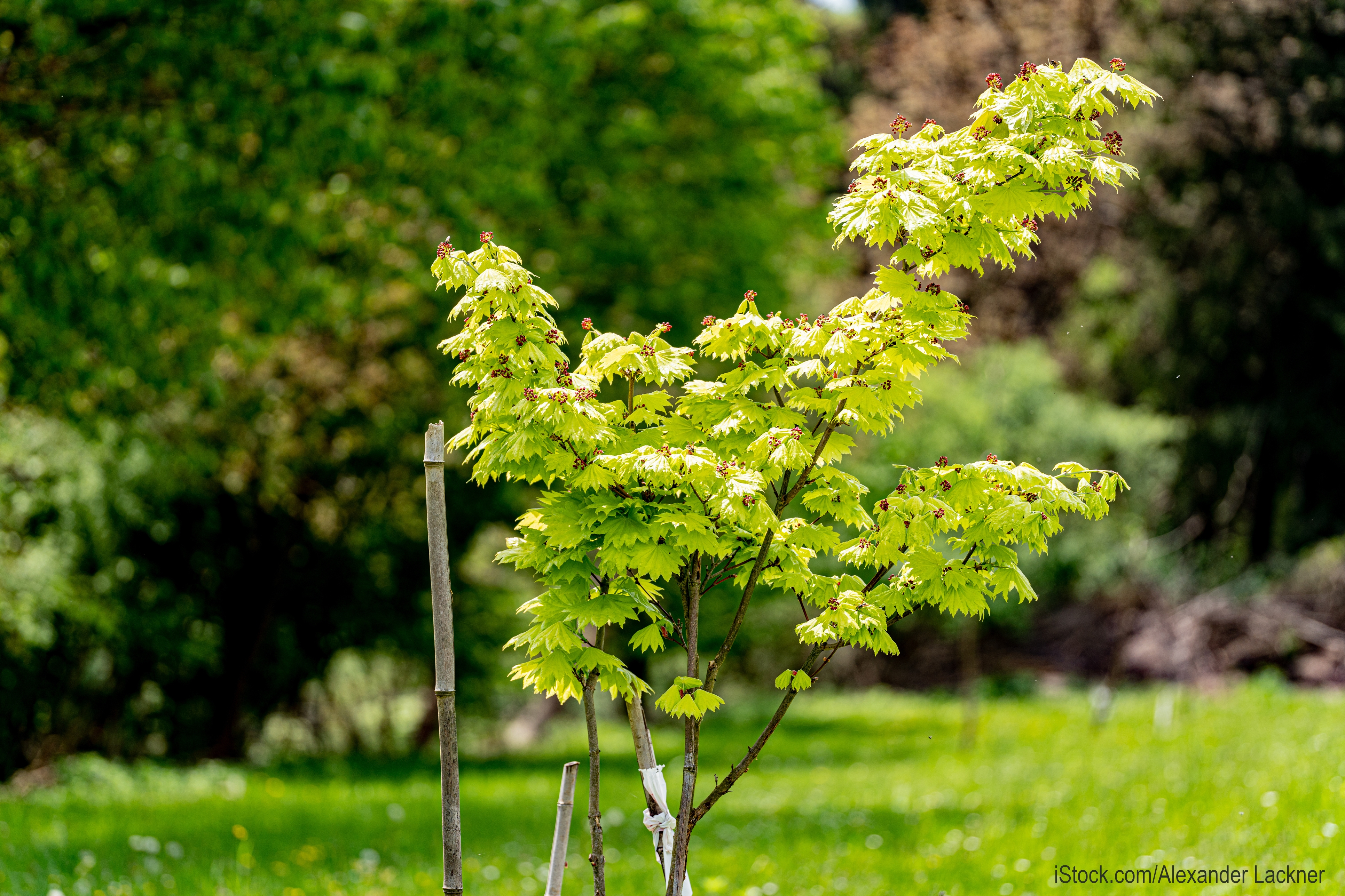 Sie sehen: einne jungen Ahornbaum in einem Garten