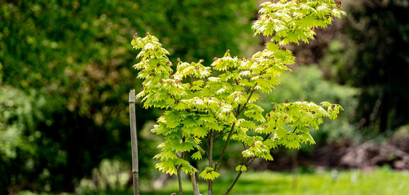 Klimabäume für den Garten Stadt Ochtrup