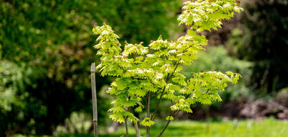 Sie sehen: einne jungen Ahornbaum in einem Garten