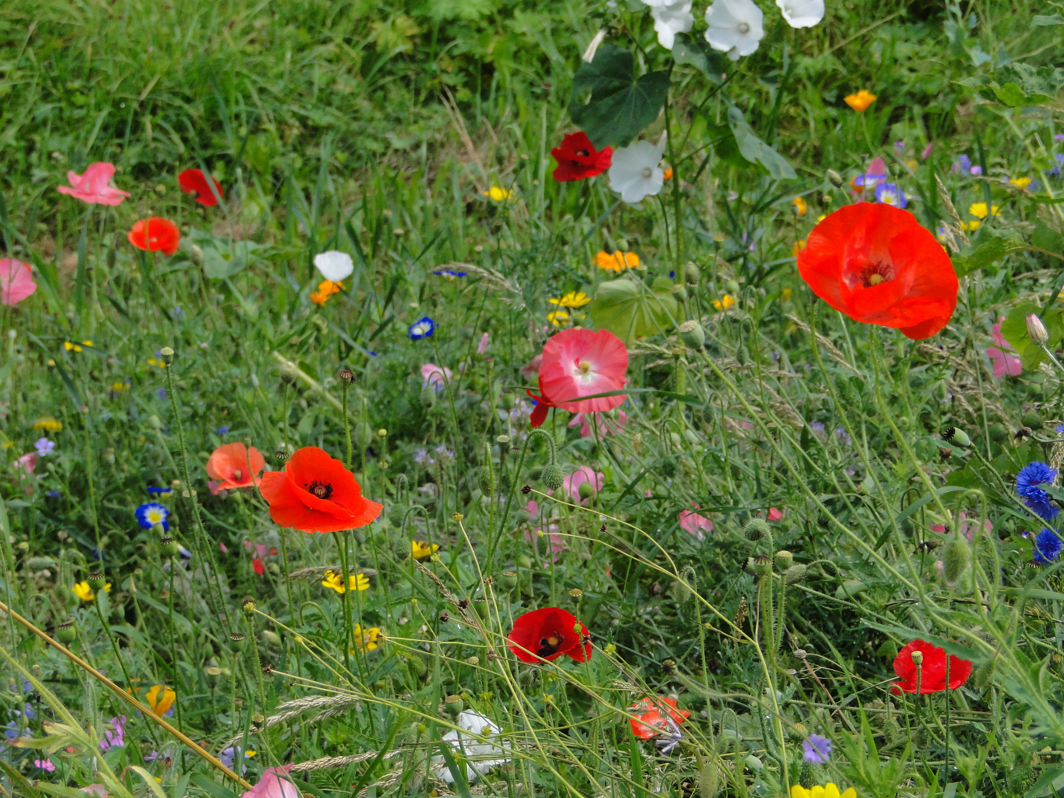 Bunte blühende Wiesenblumen