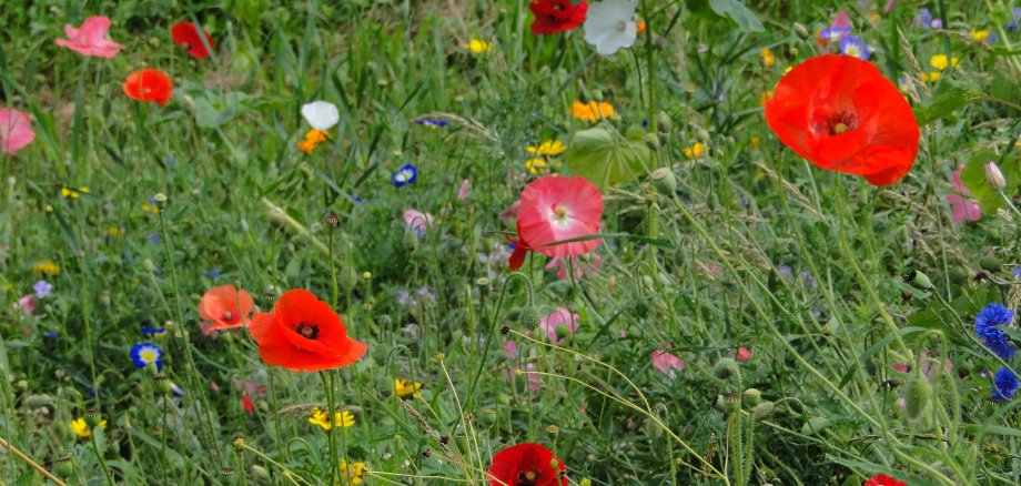 Bunte blühende Wiesenblumen