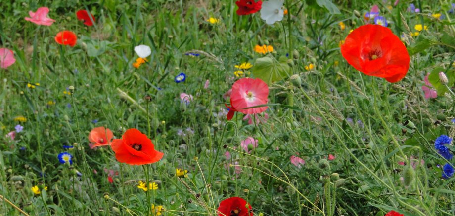 Bunte blühende Wiesenblumen