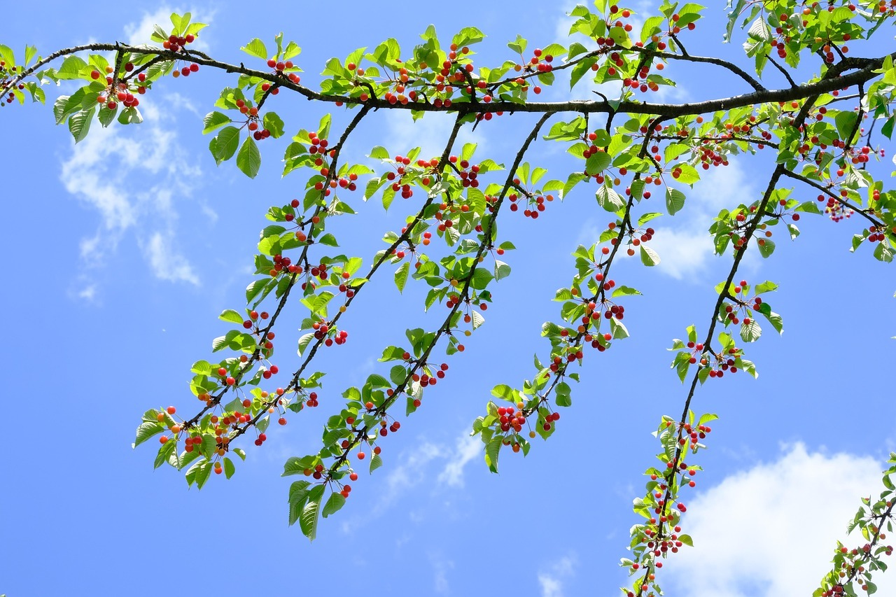 Sie sehen: Zweige eines Kirschbaums mit Früchten
