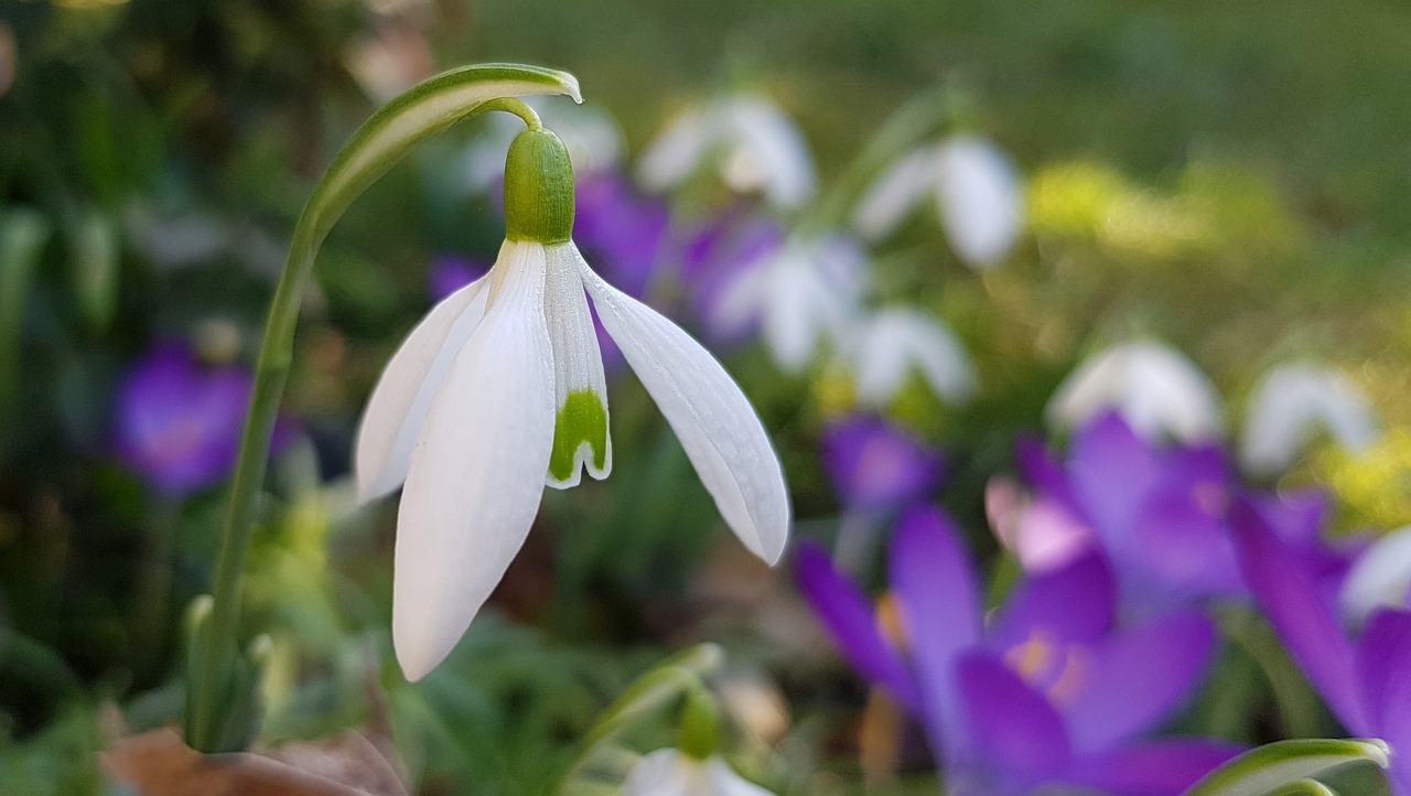 Sie sehen: Eine Schneeglöckchenblüte und im Hintergrund violette Krokusse