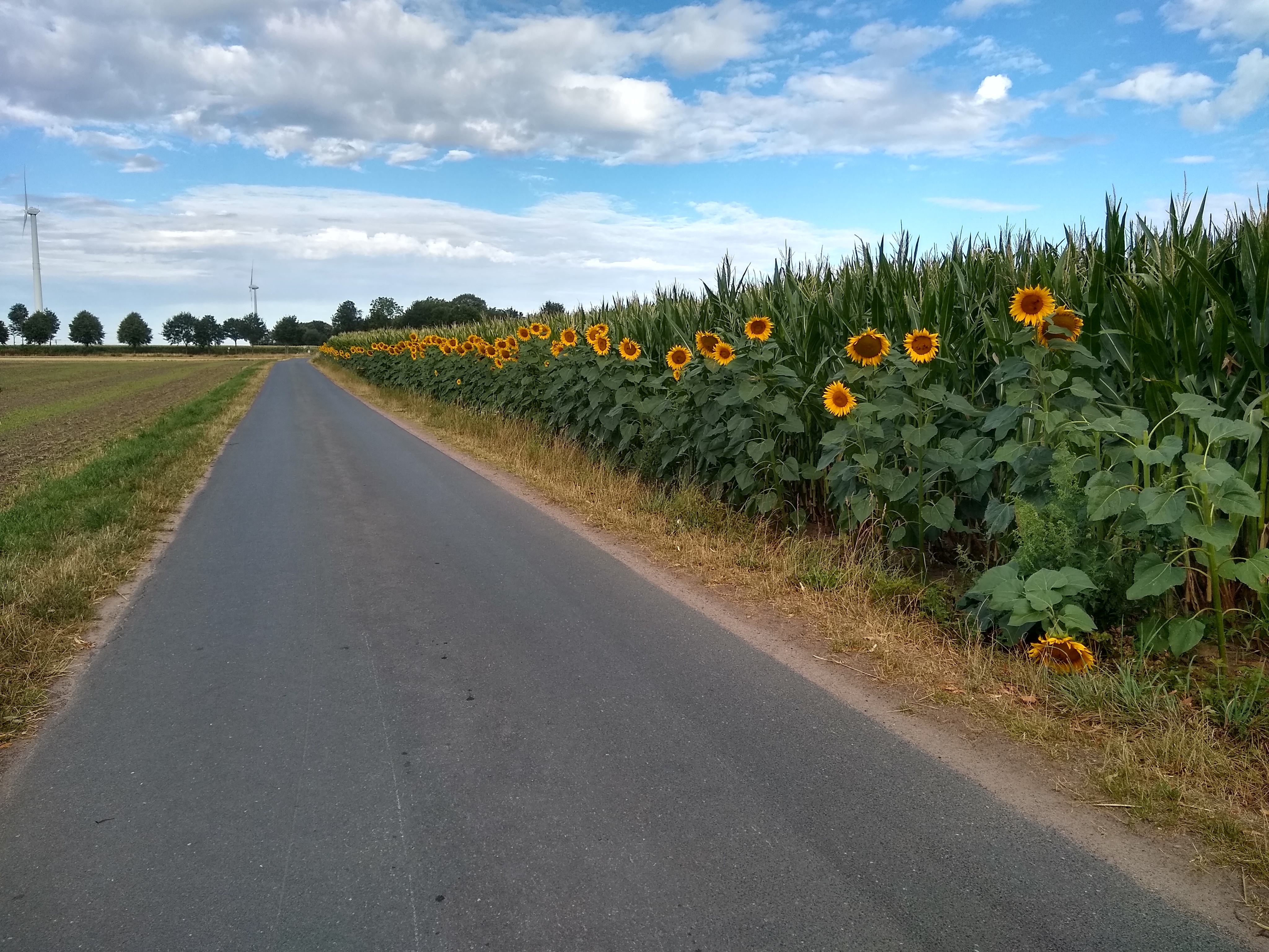 Sie sehen: Wirtschaftsweg mit Sonnenblumenstreifen am rand