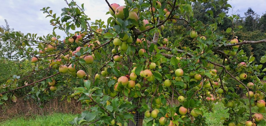 Sie sehen: einen Apfelbaum voller Früchte