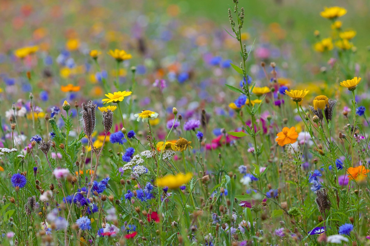 Sie sehen: eine Wiese mit bunten Wildblumen