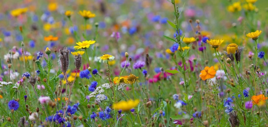 Sie sehen: eine Wiese mit bunten Wildblumen