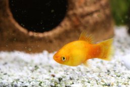 Sie sehen: einen Goldfisch im Aquarium